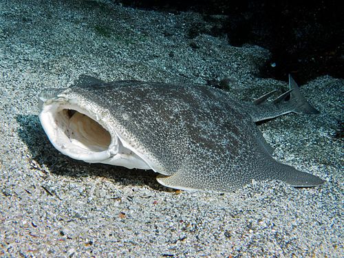 Japanese angelshark